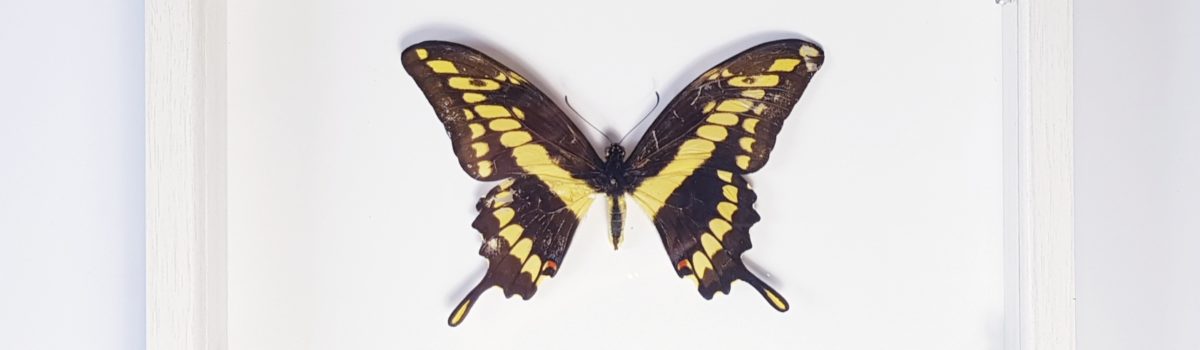 Swallowtail butterfly pinning