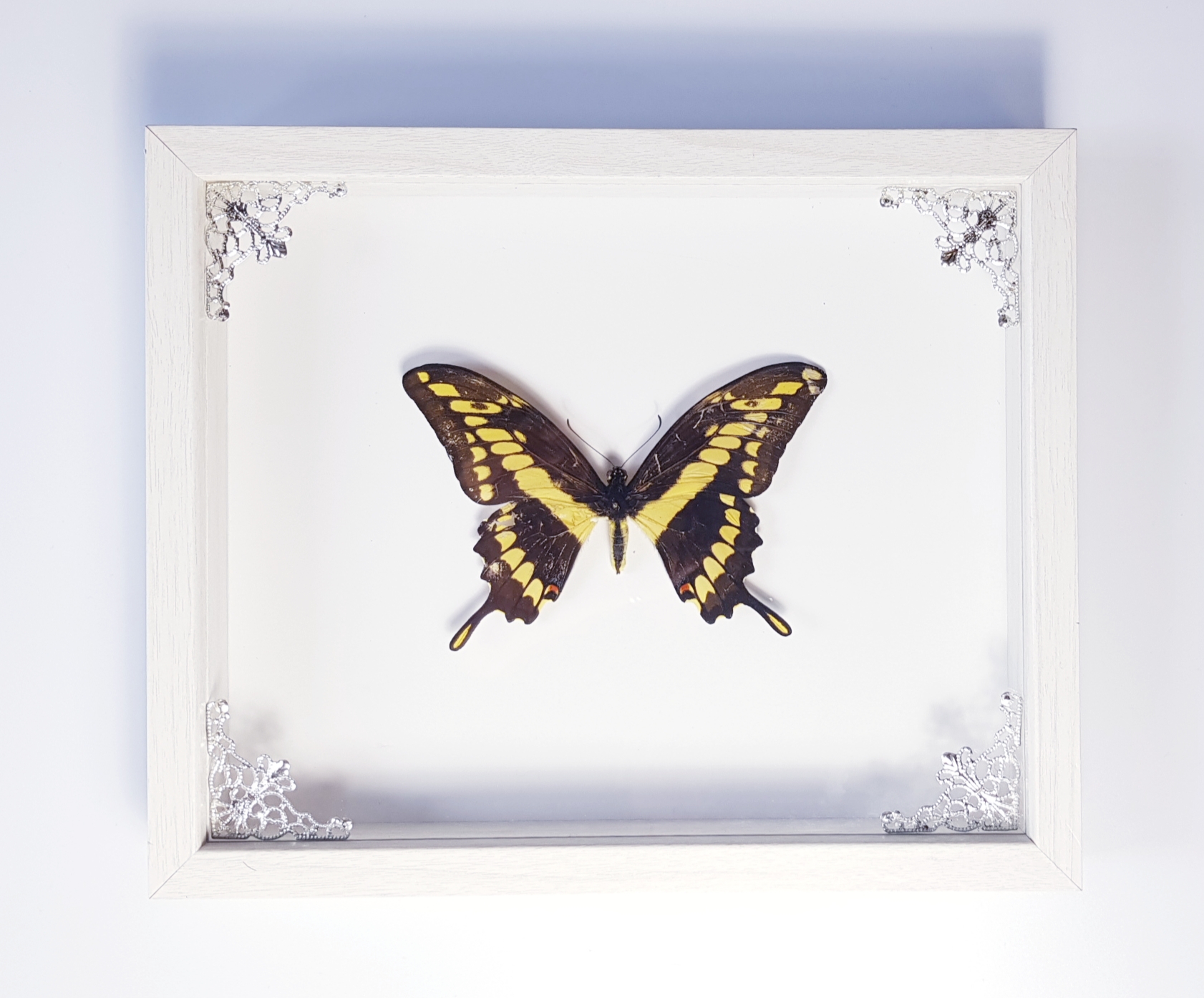 Swallowtail butterfly pinning