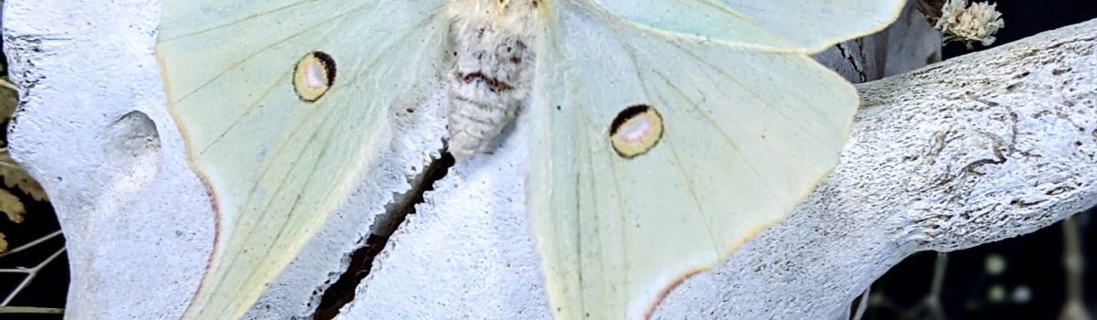 Luna Moth pinning workshop