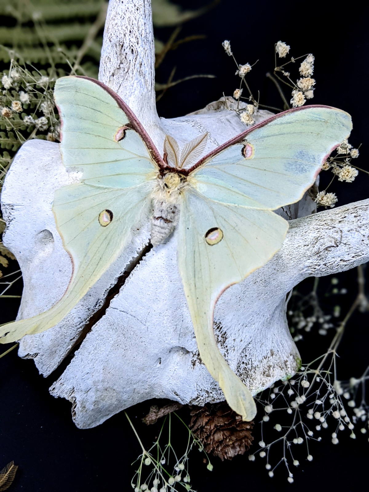 Luna Moth pinning workshop