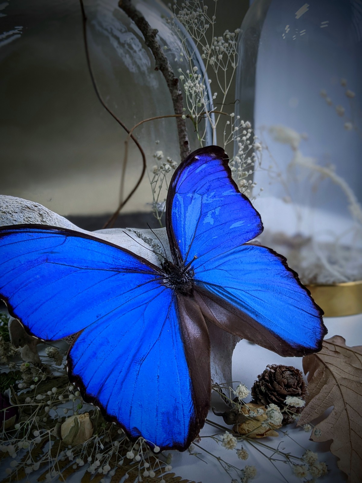 Blue Morpho pinning and Prosecco